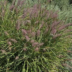 graminée pennisetum alopecuroides