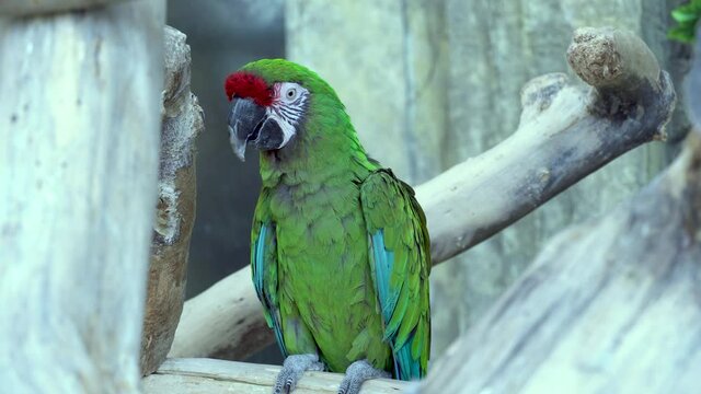 Green macaw ara parrot with a huge beak sit on branch and looks at the camera close-up