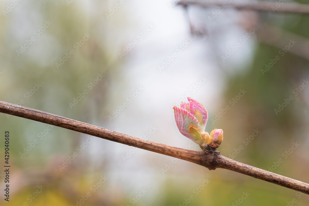 Sticker Bud break is bursting with color on grapevines