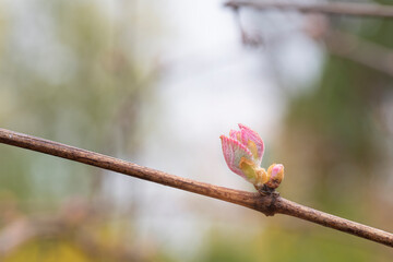 Bud break is bursting with color on grapevines