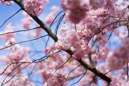 japanese pink cherry blossom Sakura in spring season