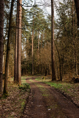 Ścieżka w lesie sosnowym w ciepły wiosenny dzień