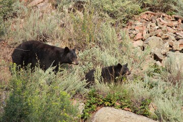 black bear momma and cub