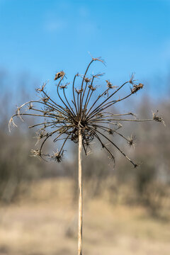 Dry inflorescences of wild hogweed plant against a blue spring sky