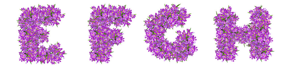 Fototapeta na wymiar Letters E, F, G, H from lilac violets