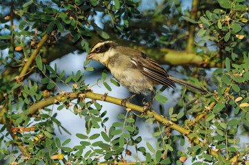 Black breasted Warbling finch,in Pampas Forest, La Pampa, Argentina