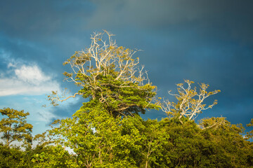 Landscapes of the Peruvian Amazon Rainforest