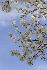 blooming tree