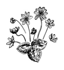 Vector illustrations of Hepatica drawn with a black line on a white background.