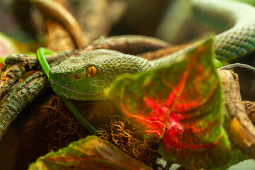 Green poisonous snake, head of asian palm pit viper trimeresurus and yellow eyes disguised in stones