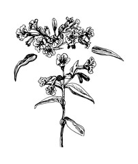 Vector illustrations of Pulmonaria drawn with a black line on a white background.
