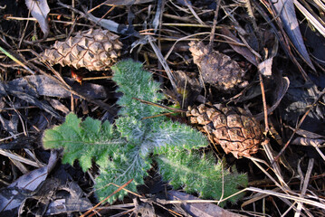  Milk Thistle (Silybum marianum, cardus marianus, Marian, Saint Mary's, Mediterranean or Scotch thistle) first spring green leaves between rotten grass and pine cones in the forest