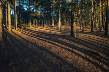 Long shadows in the pine forest in sunny spring evening