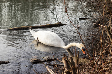 Fototapeta premium Schwan auf einem See