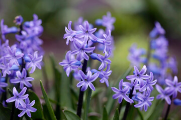 Fototapeta premium Colorful spring flowers on nature background
