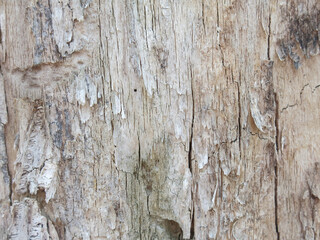 light texture of dry wood with cracks and notches