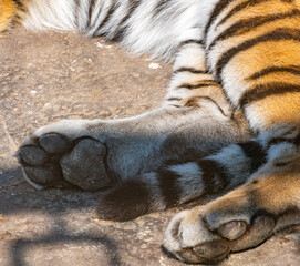 Tiger paws close-up while resting in sunny weather