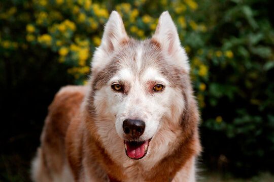 Portrait husky de Sib&eacute;rie devant un massif de fleurs jaunes au printemps