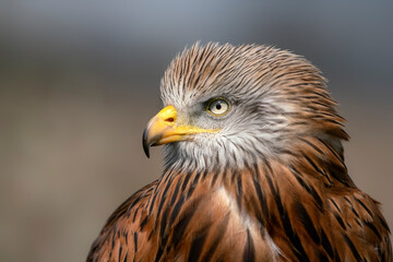 Beautiful Red Kite portrait (Milvus milvus). National symbol of wildlife in Wales. National bird of Wales.