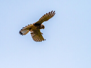 Bussard