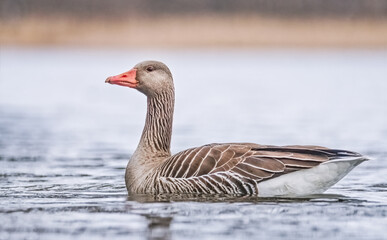Schwimmende Gans im See