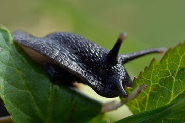 snail between leafs