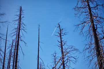Dead Trees Standing Against Blue Sky with a Plane Flying Overhead in the Distance