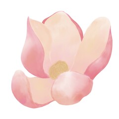 A delicate illustration of a magnolia flower, top view, an open bud of pink and beige color on a white background.