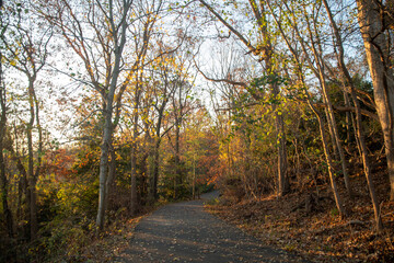 Fototapeta premium Trail through the woods at golden hour