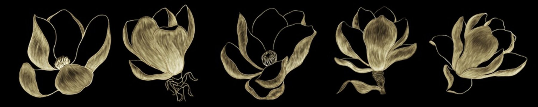 Set of illustrations of magnolias on a black background gold outline with hatching