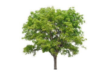 Green tree isolated on white background for landscape element or environment 

