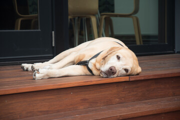 Senior yellow Labrador retriever "Chief" relaxing on the deck after a long day of doing nothing.