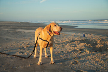 Yellow Labrador Retriever "Chief" on the beach in Avalon, New Jersey at sunset.    Chief is a rescue that was found on the side of the road in Georgia.    He was adopted a month before quarantine.