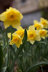 Obraz premium yellow daffodils in spring