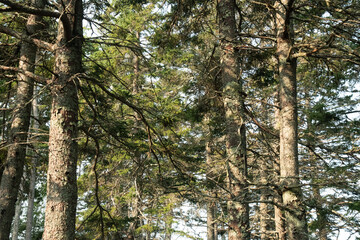 Fototapeta premium Pine trees in early fall