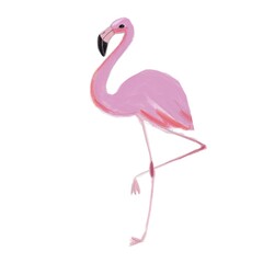 delicate pink flamingo stands on a white background