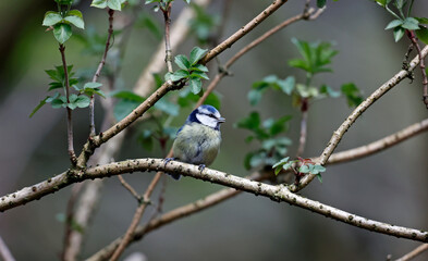 Blue tit perched in the woods