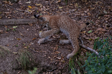Lynx boréal juvénile