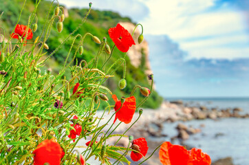 Wild poppies on the beach of the island of Ruegen