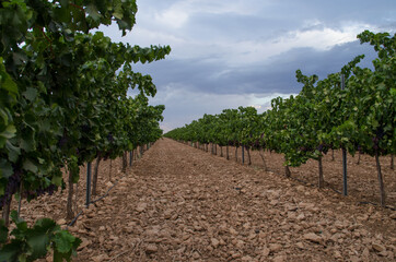 Fototapeta na wymiar space between vineyards in a winery