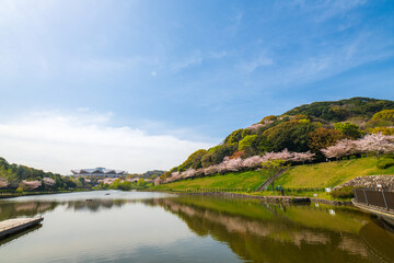 Fototapeta na wymiar 北九州市民のオアシス,　春の福岡県が管理する中央公園