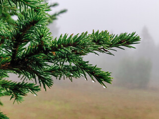 Fototapeta na wymiar Drops on the branch of the Christmas tree. Forest after rain.