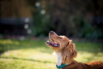 Cocker Spaniel Puppy