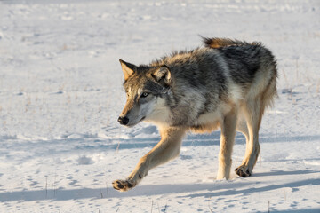 Fototapeta na wymiar Grey Wolf (Canis lupus) Steps Forward Close in Snowy Field Winter