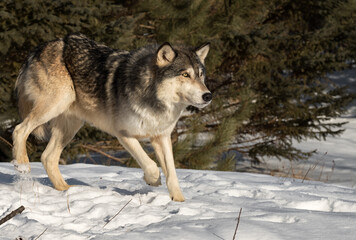 Naklejka premium Grey Wolf (Canis lupus) Steps Forward Through Snow Eyes Up Winter