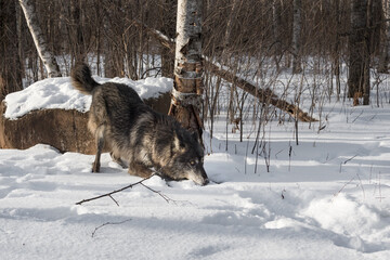Black Phase Grey Wolf (Canis lupus) Play Bows in Snow Winter