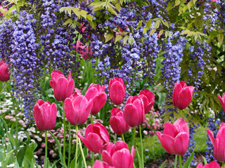 Purple flowers of wisteria blooming in the spring time with pink tulips