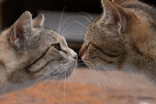 two cats sniffing friend's durg, love of cats, cute photo