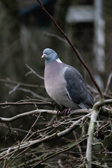 very grumpy pigeon