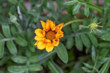 bee on yellow flower